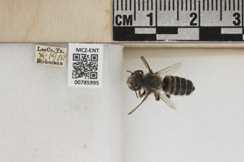 Media type: image;   Entomology 785995 Aspect: Labels